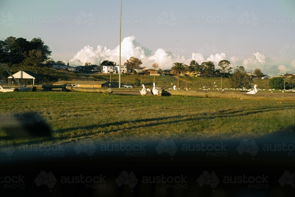 geese on a field - Australian Stock Image