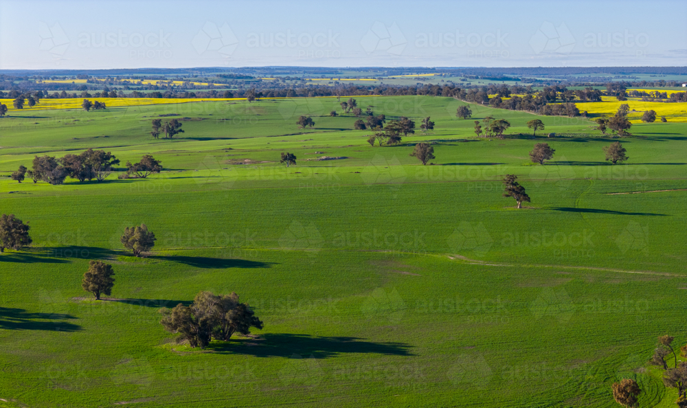 gently undulating green farmland dotted with gum trees - Australian Stock Image