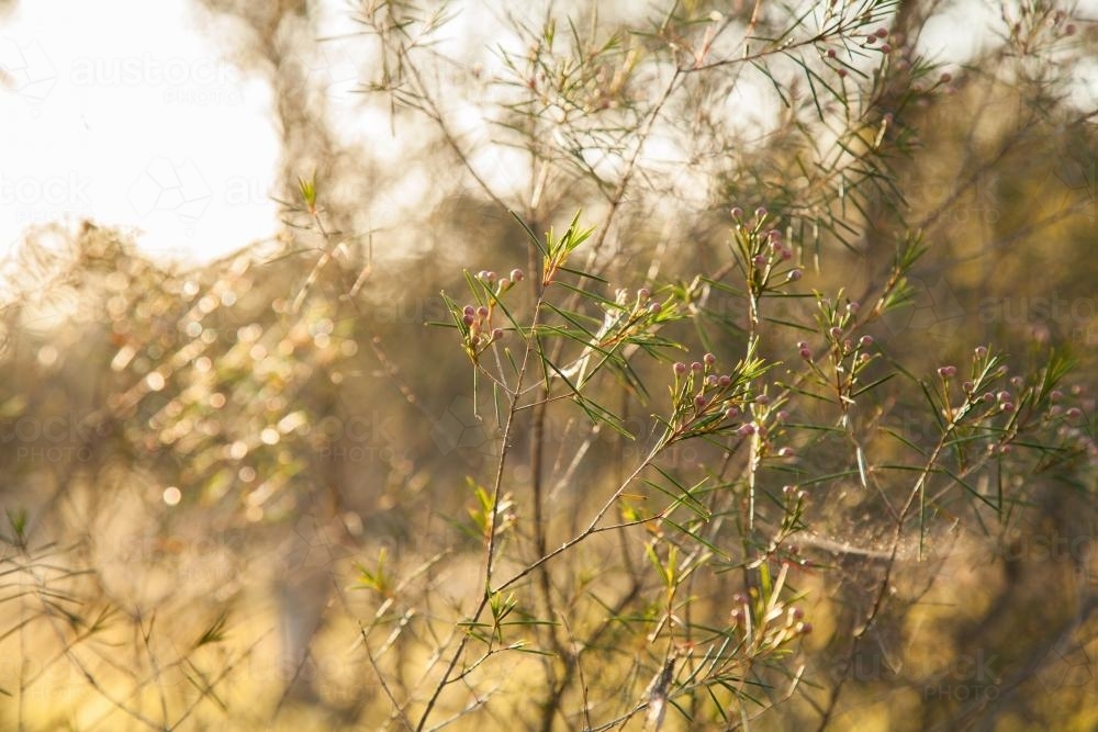 Geraldton Wax bush in the afternoon sunlight - Australian Stock Image
