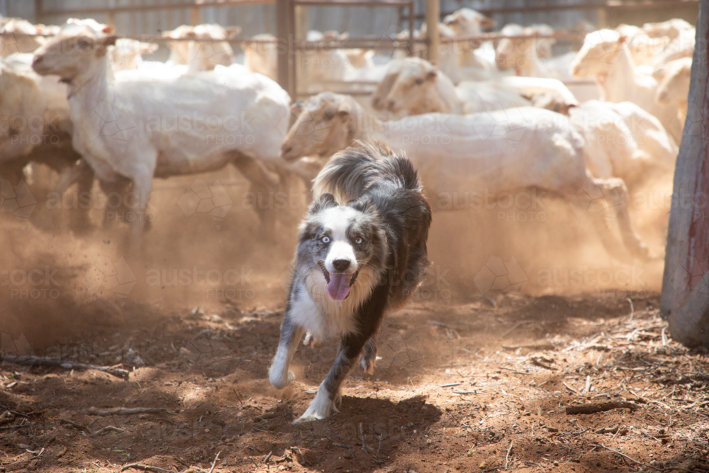German Koolie sheepdog with shorn sheep in the background - Australian Stock Image