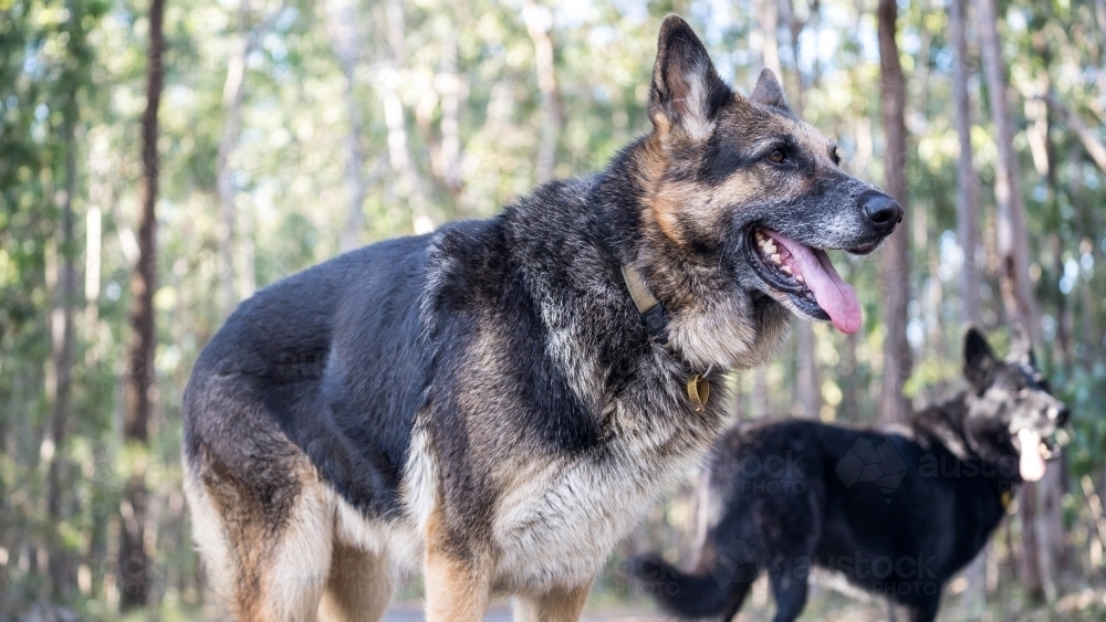German Shepherd dog close up - Australian Stock Image