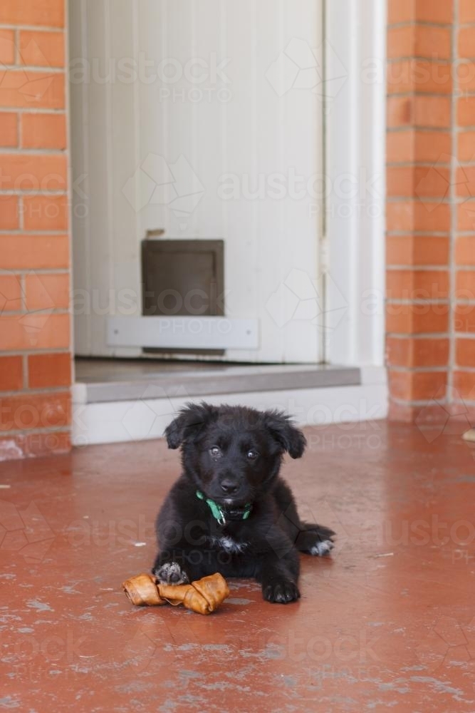 German Shepherd puppy with treat - Australian Stock Image