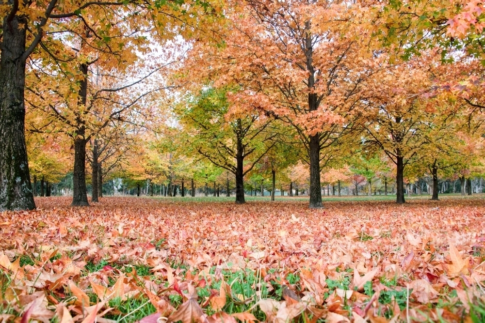 Getting low while the ground is covered by orange autumn leaves - Australian Stock Image