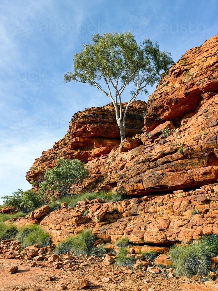 Ghost Gum growing on a cliff face - Australian Stock Image