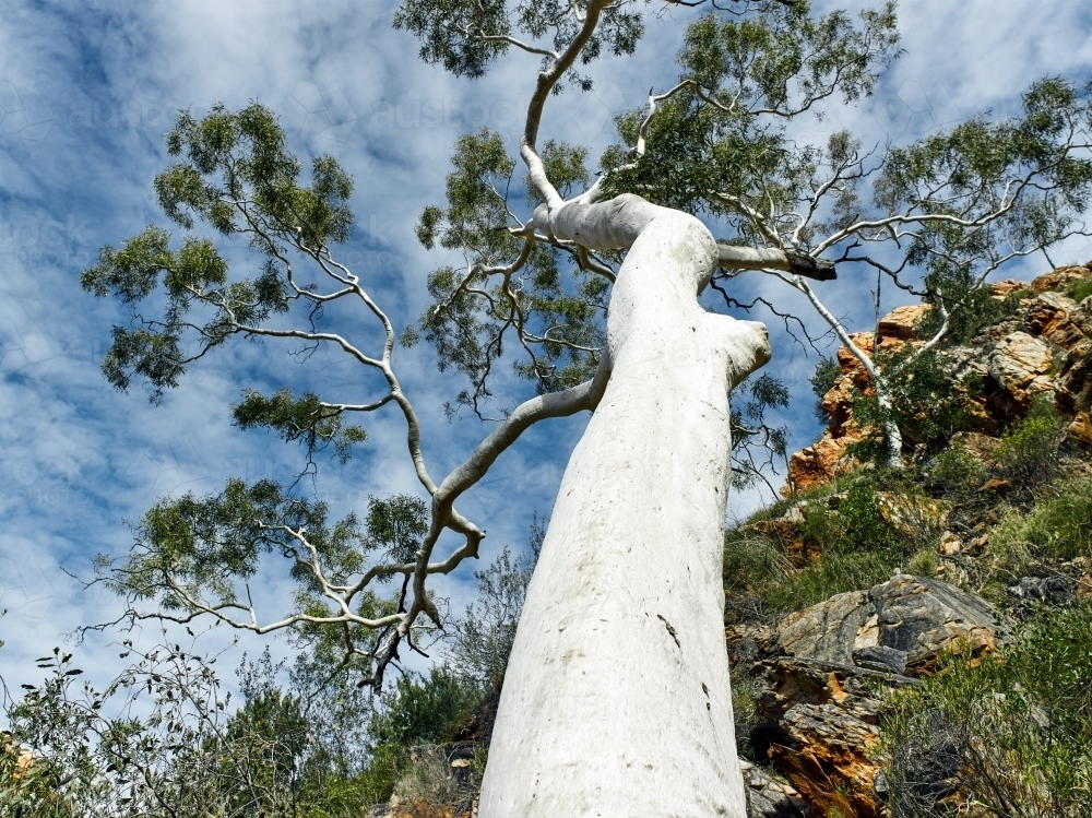ghost gum in the West MacDonnell ranges - Australian Stock Image