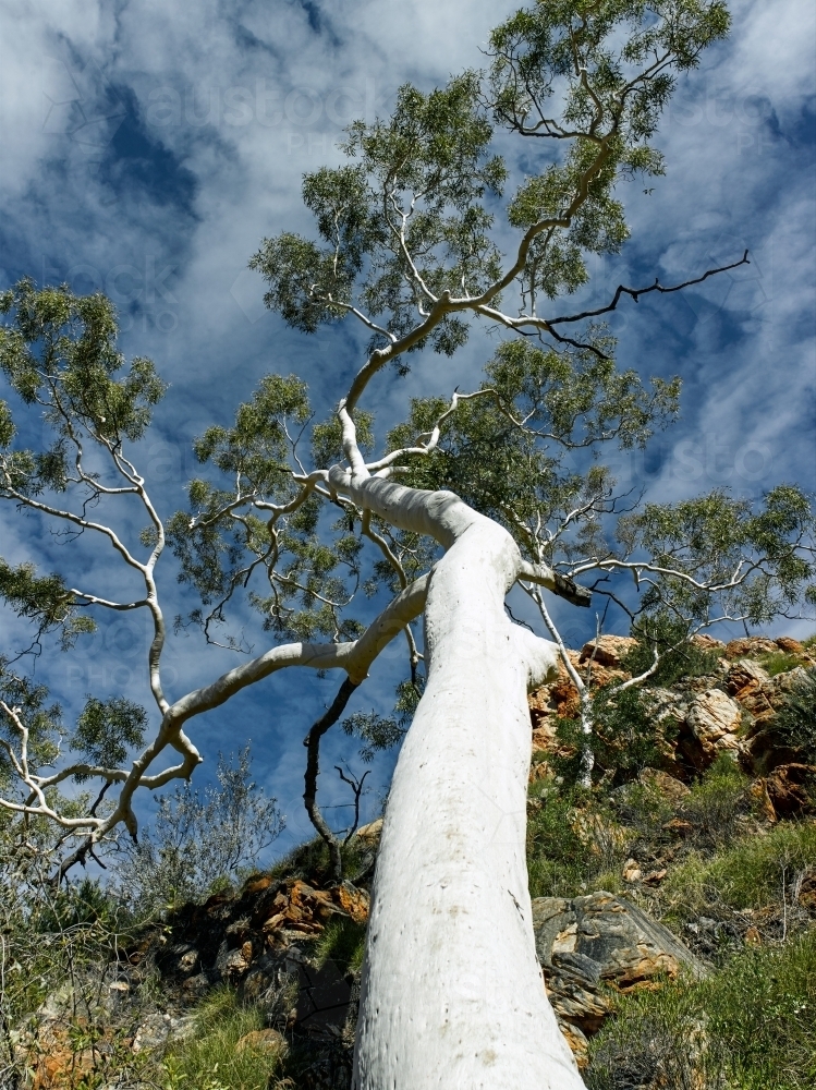 Ghost gum in West MacDonnell Ranges - Australian Stock Image