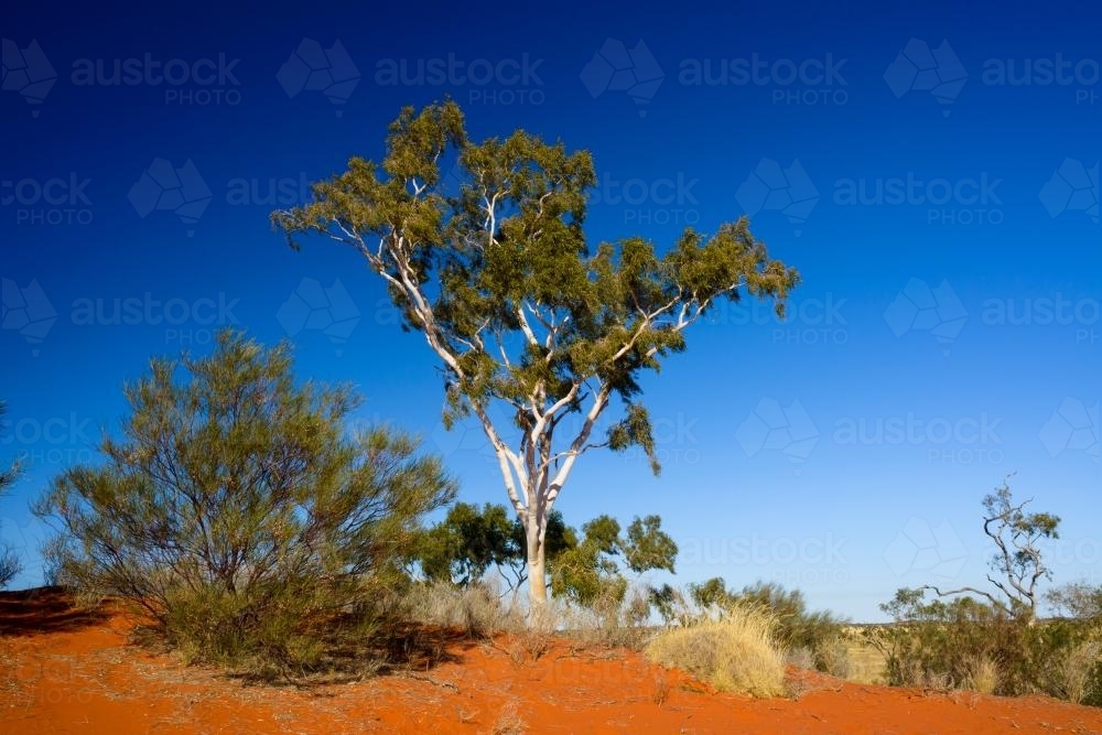 Ghost gum on reddish orange desert sand dune with blue sky - Australian Stock Image