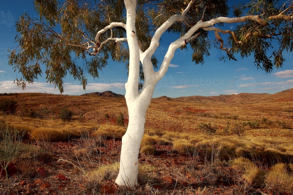 Lone ghost gum tree and spinifex grass in outback Northern Territory - Australian Stock Image