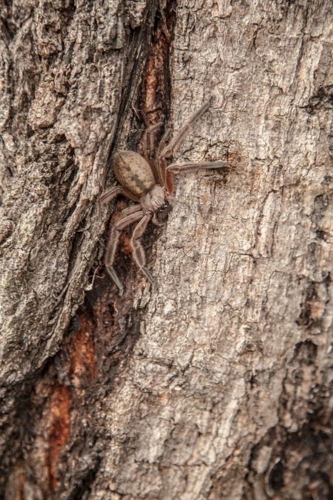 Giant brown spider on a gum tree - Australian Stock Image