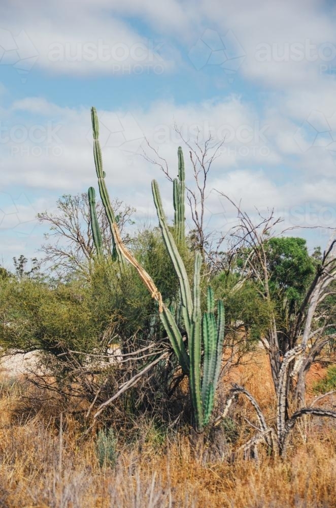 Giant cactus - Australian Stock Image