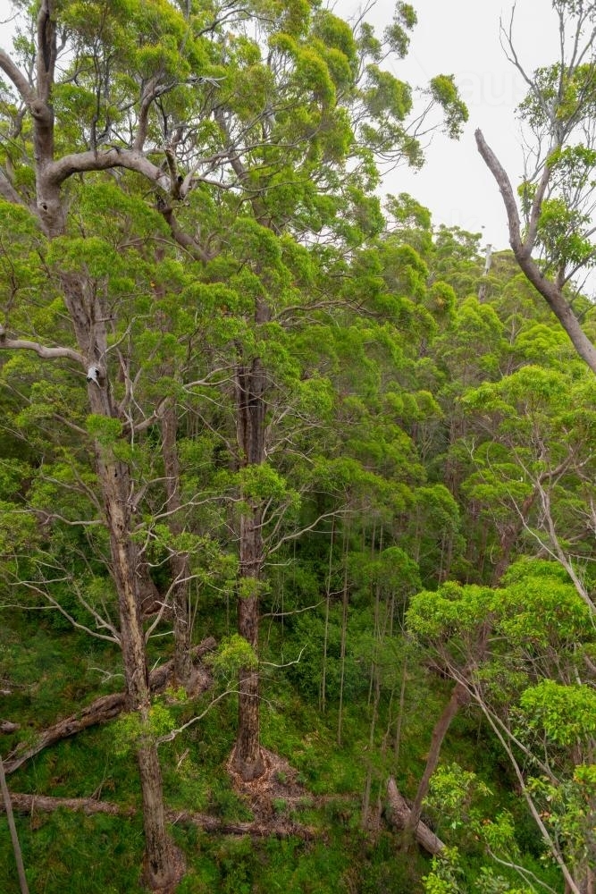 Giant old trees - Australian Stock Image