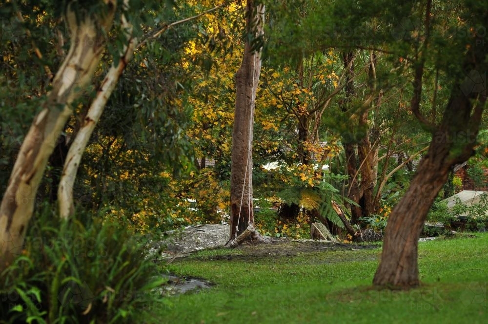 Giant swing in the bush - Australian Stock Image