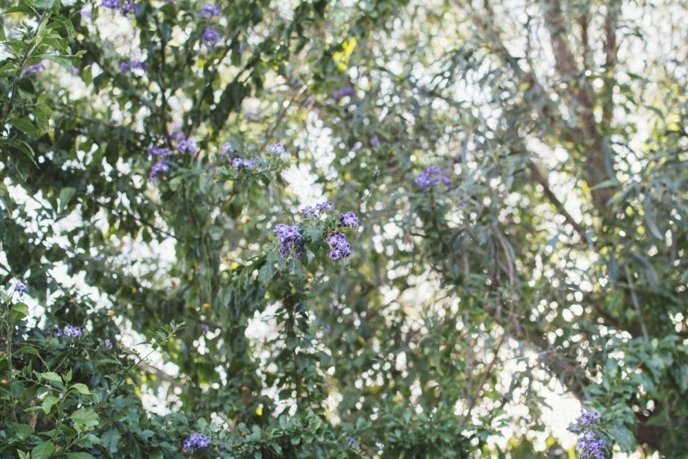 Giesha Girl Pigeon Berry shrub - Australian Stock Image
