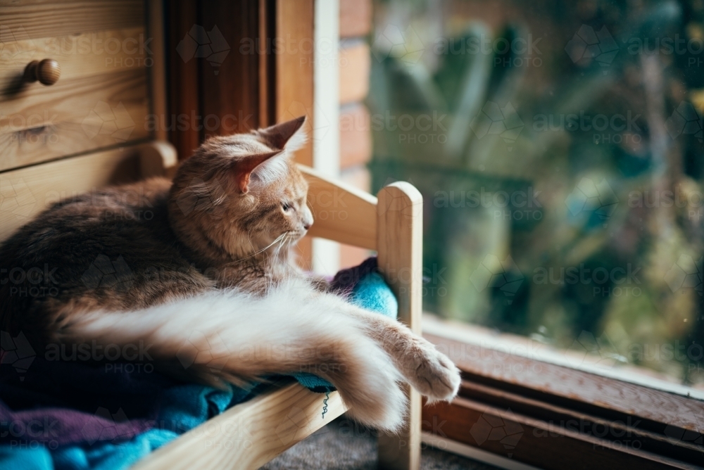 Ginger cat in a dolls bed looking out window - Australian Stock Image