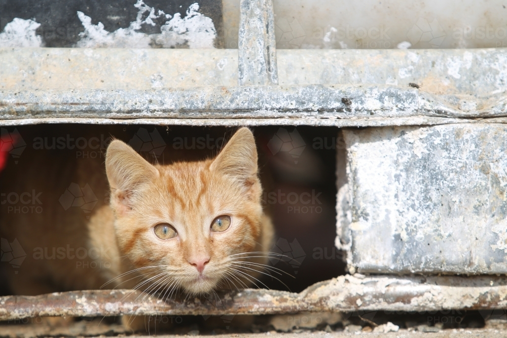 Ginger cat peeking through a weathered metal hole - Australian Stock Image