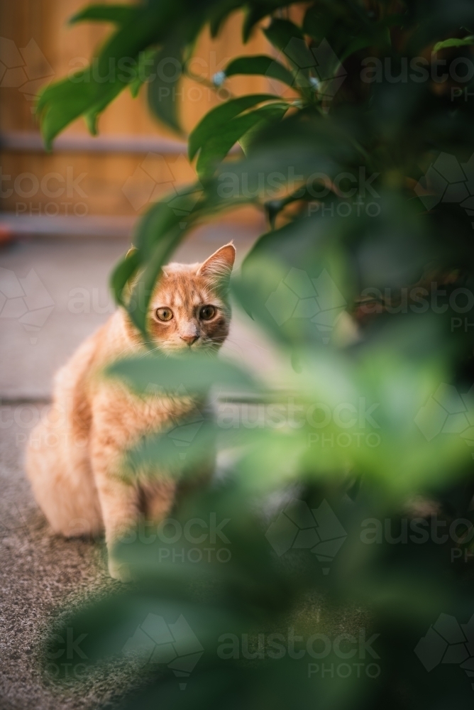 Ginger cat peeping through leaves - Australian Stock Image