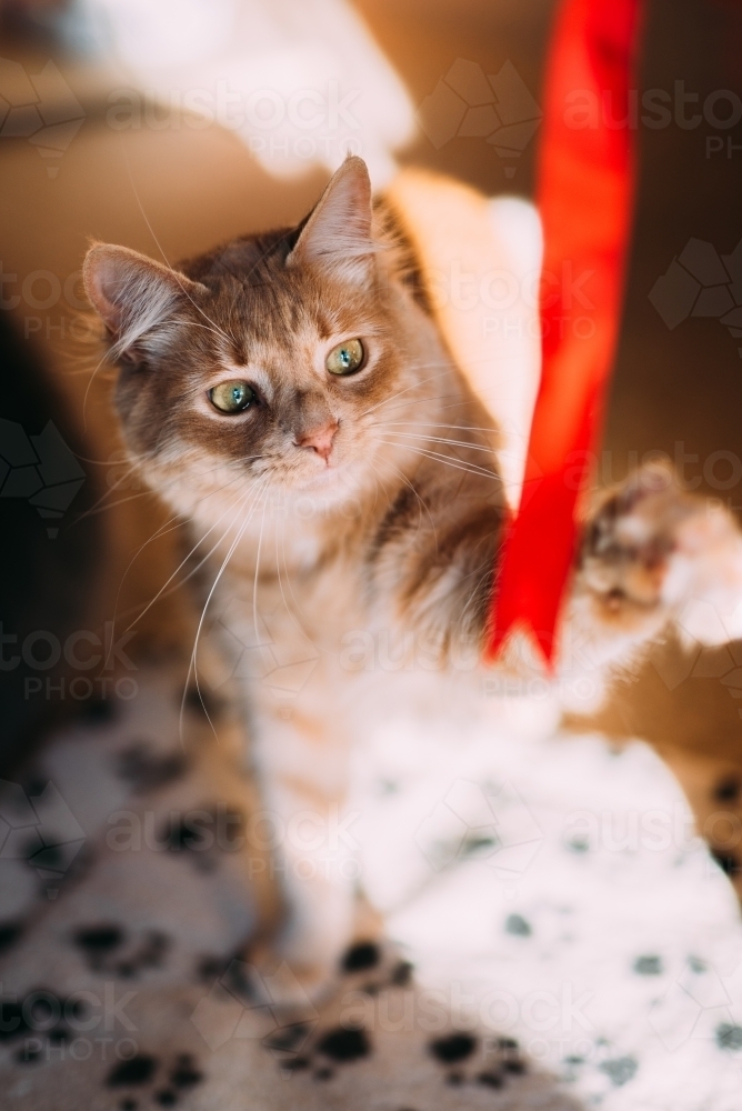 Ginger cat playing with red ribbon - Australian Stock Image