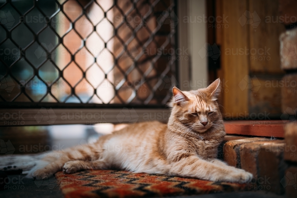 Ginger cat sleeping on a door mat - Australian Stock Image