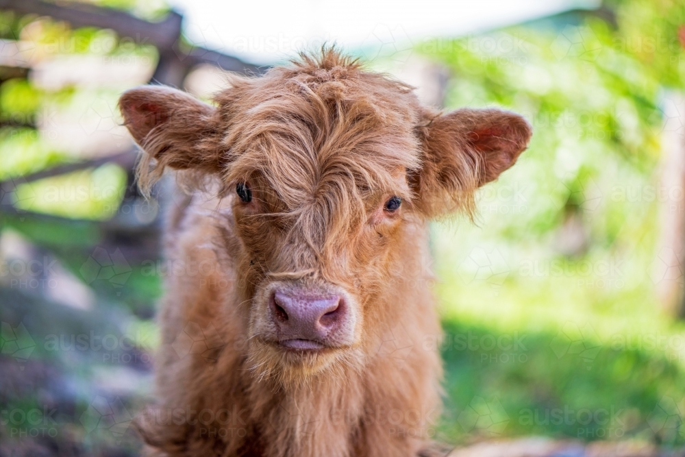 Ginger highland calf with thick shaggy fur outdoors - Australian Stock Image