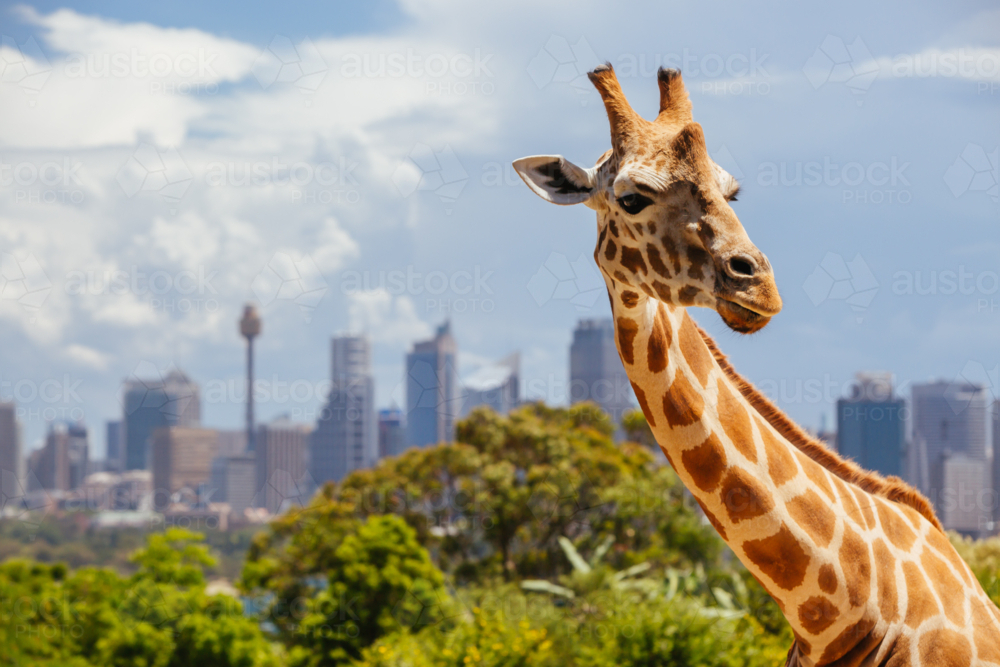 Giraffe at Taronga zoo overlooking Sydney harbour and skyline on a clear summer's day in Sydney - Australian Stock Image