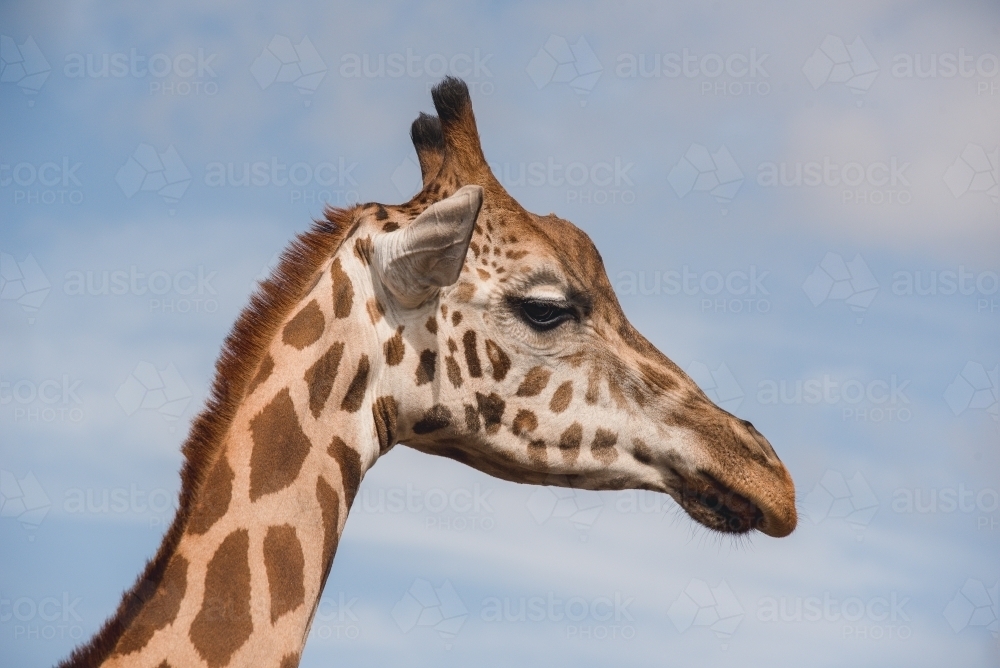 Giraffe close up, side view - Australian Stock Image