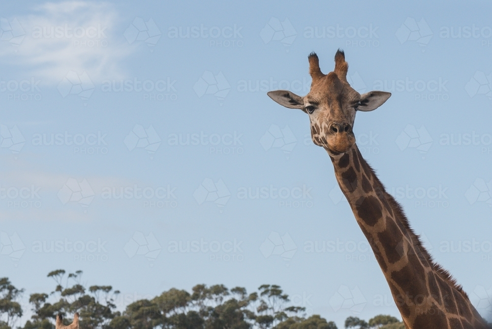 Giraffe with its long neck in bright blue sky background - Australian Stock Image