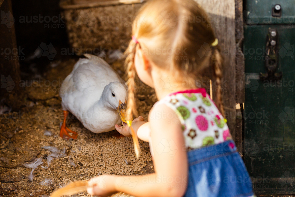 girl feeding duck lots of feed on farm - Australian Stock Image