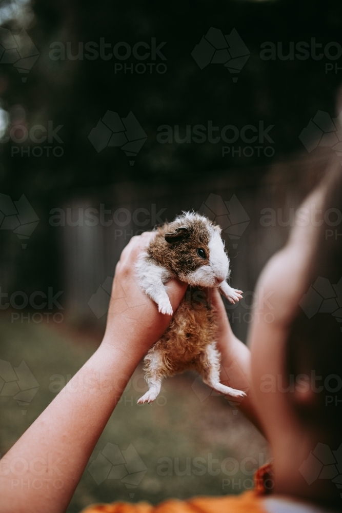 Girl holding her pet guinea pig - Australian Stock Image