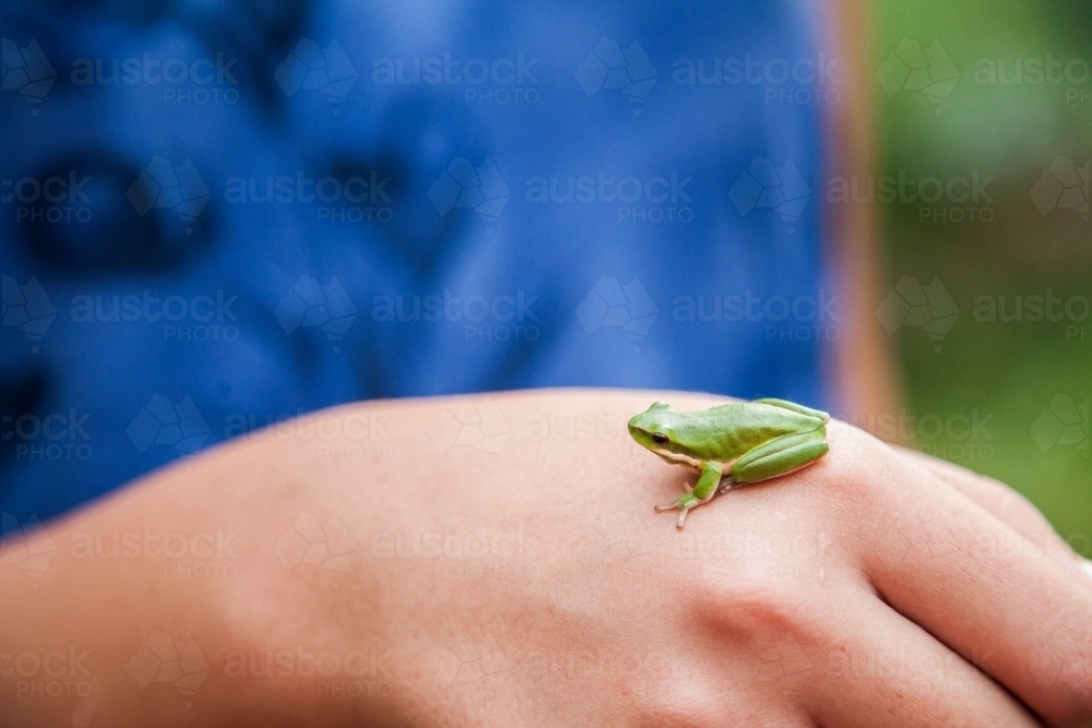 Girl holding tiny green frog on her hand - Australian Stock Image