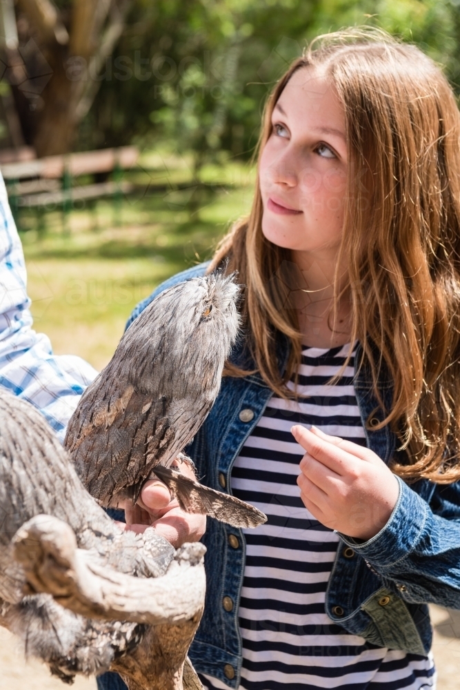 girl learning about tawny frog mouth birds at a zoo, focus on the bird - Australian Stock Image