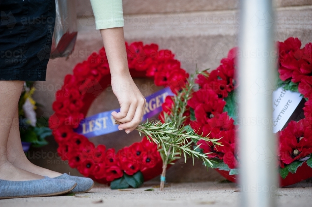 girl placing rosemary next to wreaths at an Anzac service - Australian Stock Image