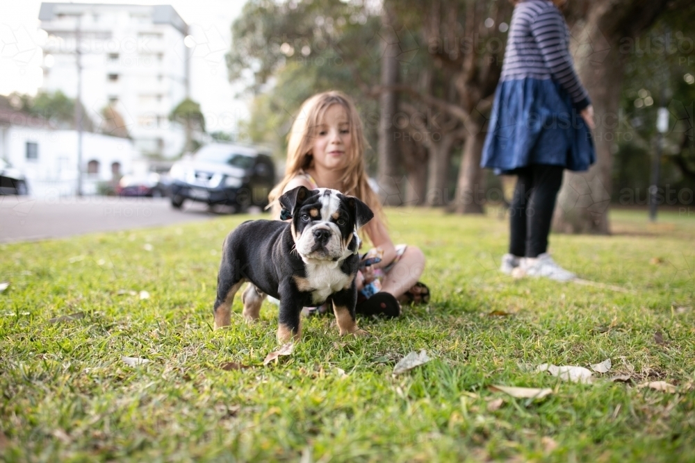 Girl playing with puppy at a city park - Australian Stock Image