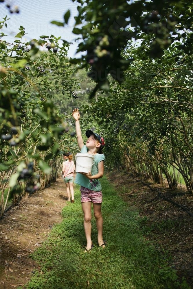 Girl reaching to pick blueberries from a bush - Australian Stock Image