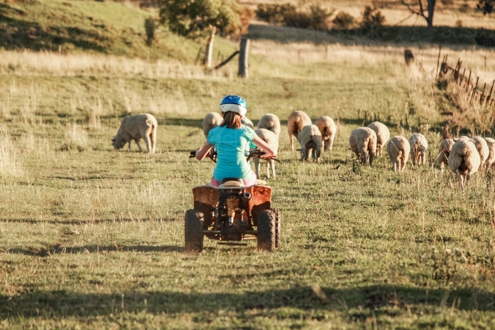Girl riding quad bike on farm property rounding up sheep - Australian Stock Image