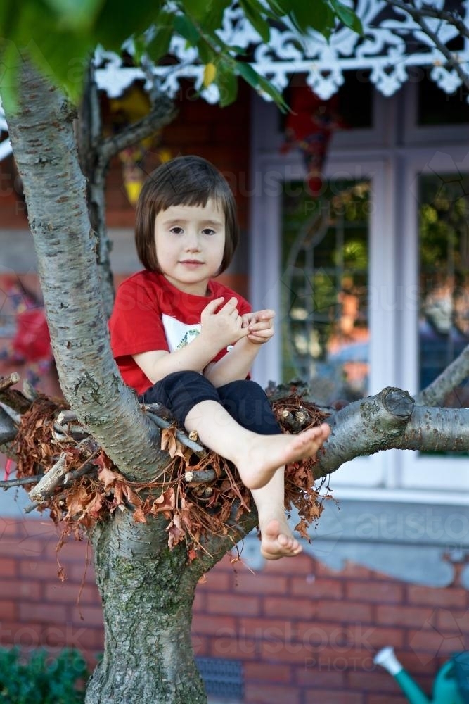 Girl sitting in a tree in the front garden of a terrace house - Australian Stock Image