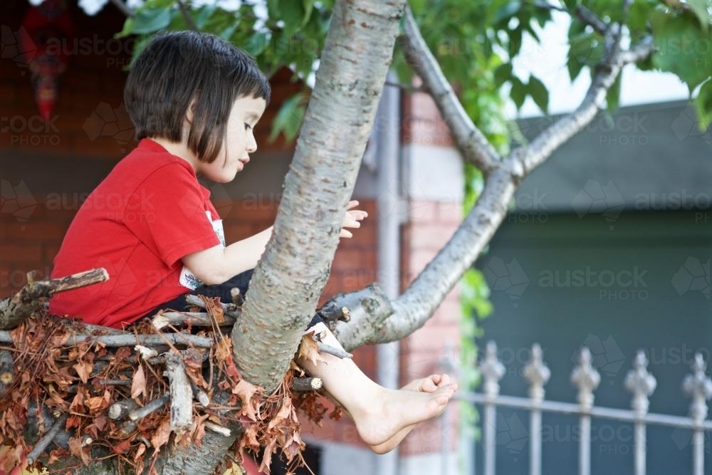 Girl sitting in a tree in the front garden of a terrace house - Australian Stock Image