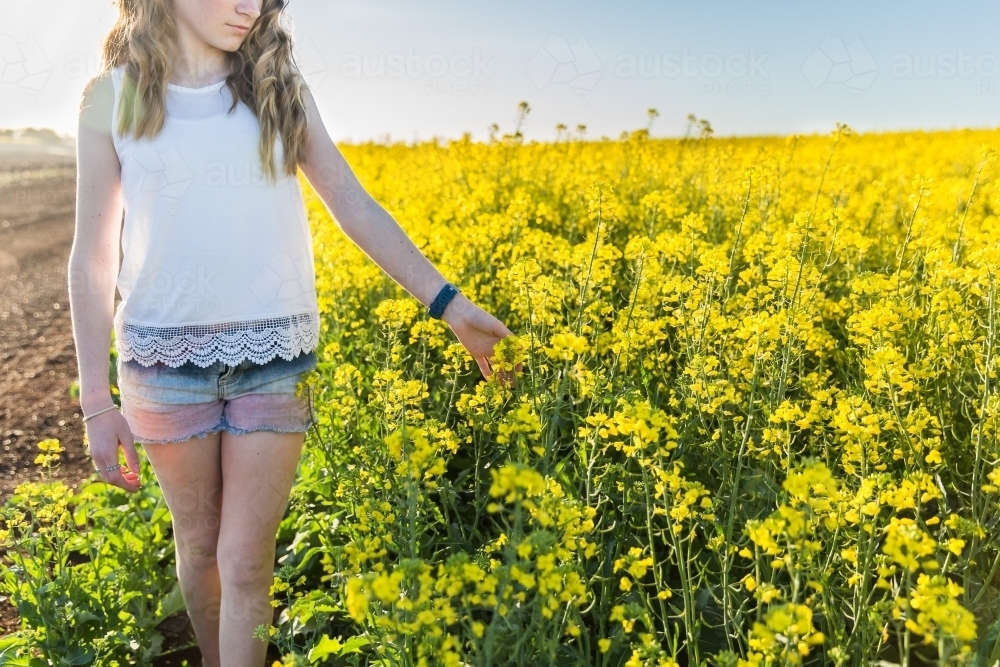 Girl walking next to crop of canola touching plants - Australian Stock Image