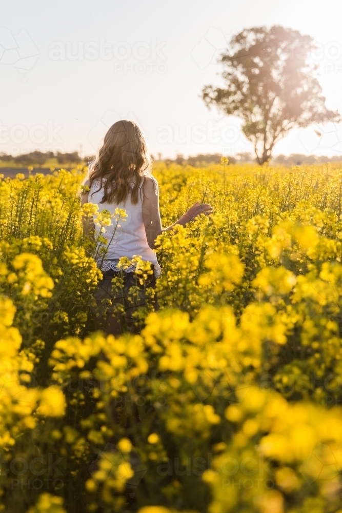 Girl walking through canola field on farm from behind - Australian Stock Image