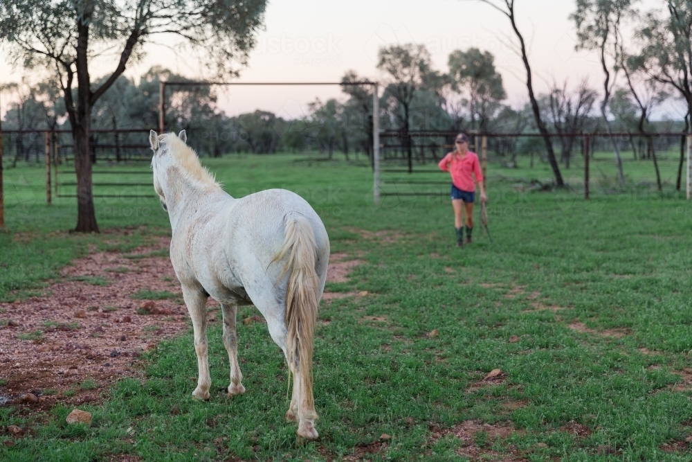 Girl walking towards grey pony - Australian Stock Image