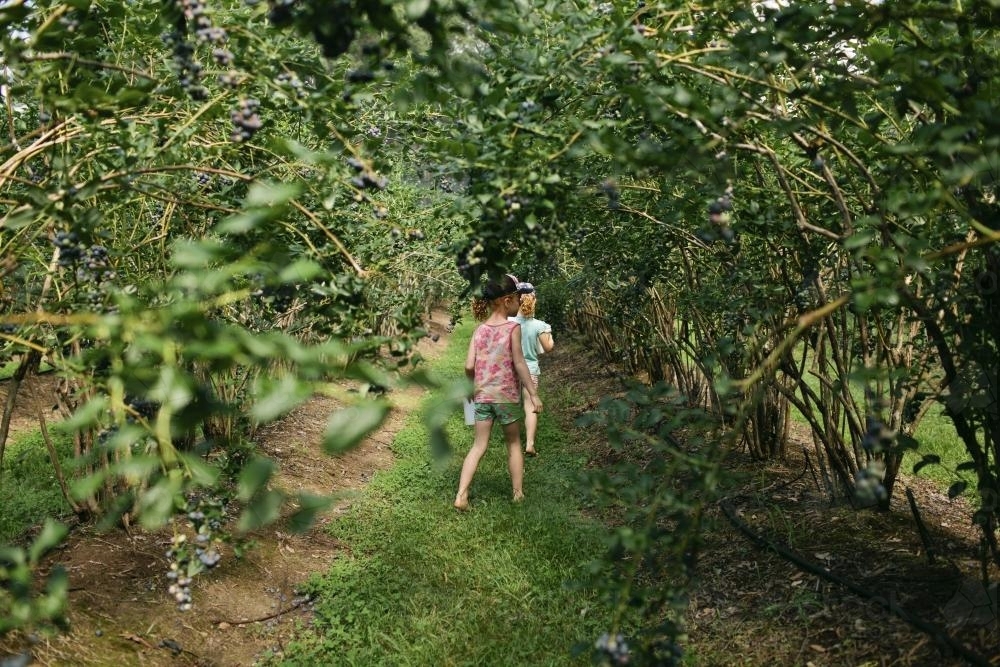 Girls walking through trees picking blueberries - Australian Stock Image