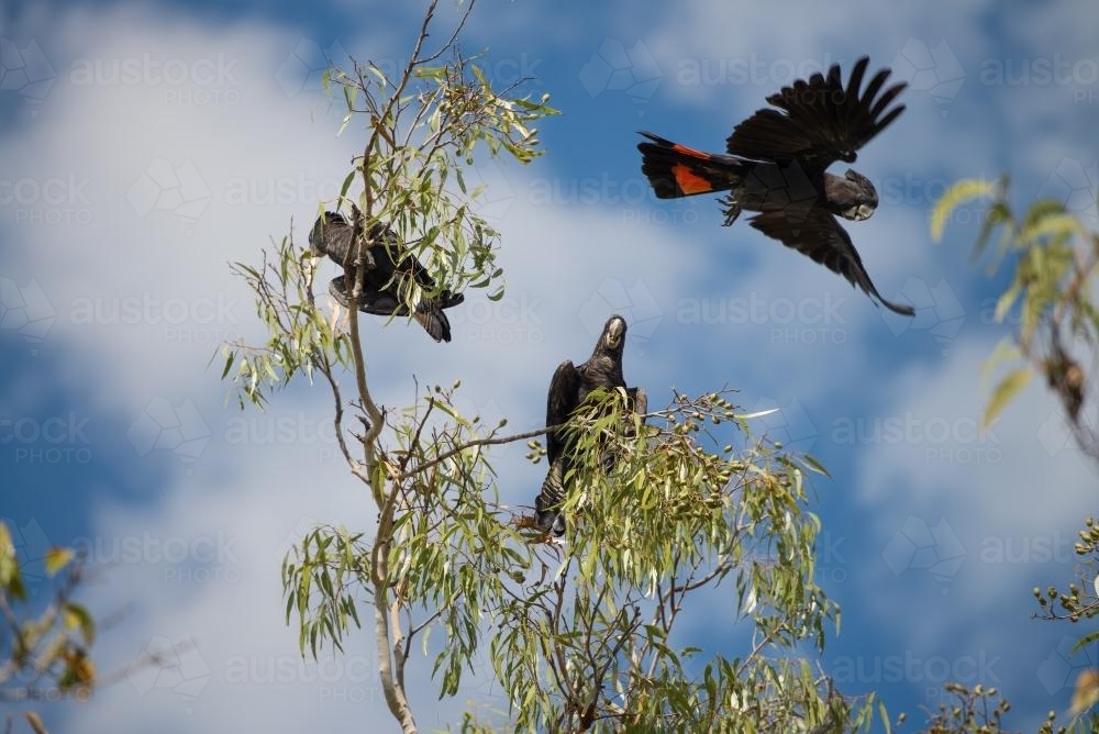 Glossy Black Cockatoos up in gum tree branches - Australian Stock Image