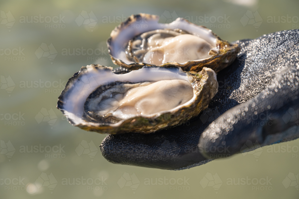 gloved hand holding shucked oysters above water - Australian Stock Image