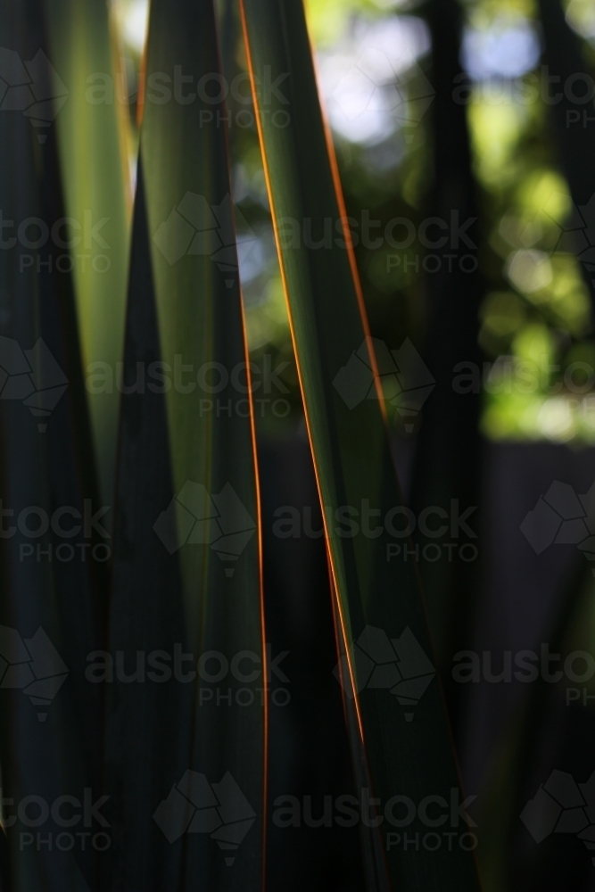 Glowing edges on flax leaves - Australian Stock Image