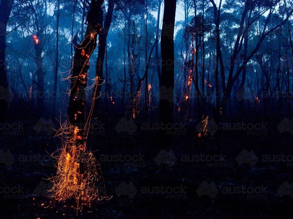 Glowing embers on a tree and smoke after a bushfire - Australian Stock Image