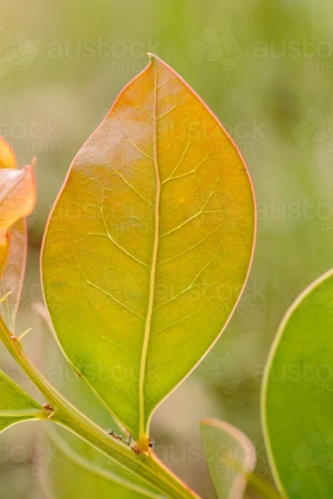 Glowing green leaf - Australian Stock Image