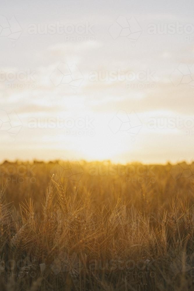 Glowing wheat stalks in the field with sun setting in the background - Australian Stock Image
