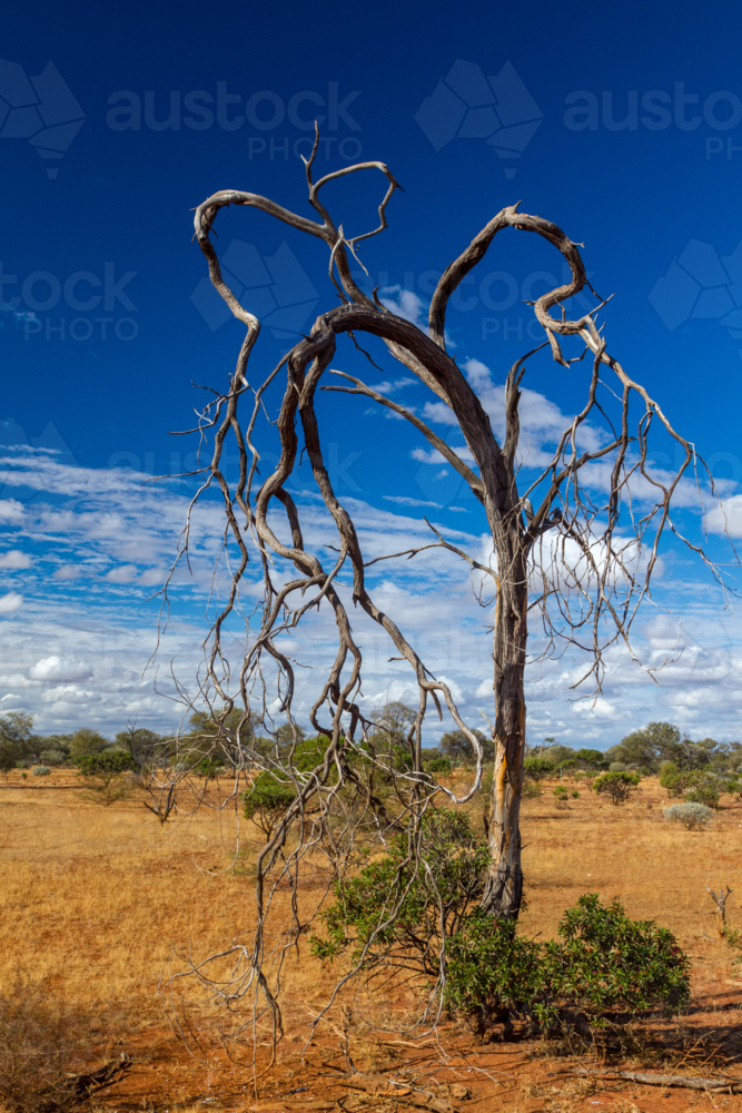 Image of Gnarly dead tree in the Little Sandy Desert, Western Australia ...