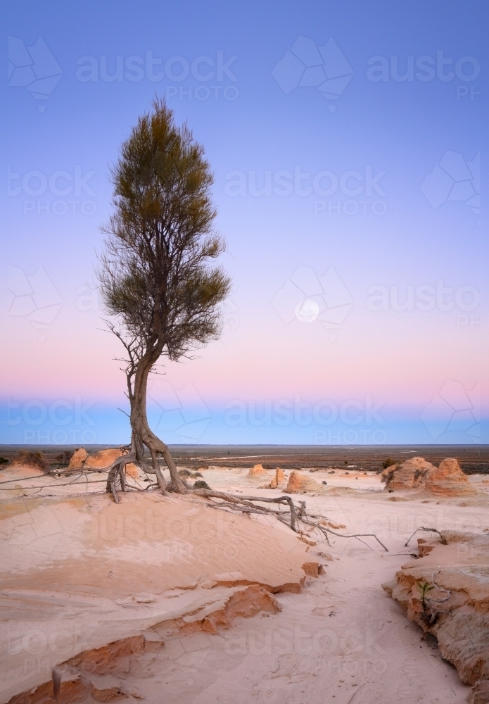 Gnarly tree roots search for water in the barren desert of outback as the moon sets - Australian Stock Image