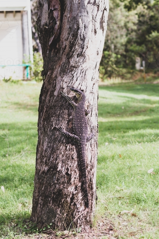 goanna on tree - Australian Stock Image