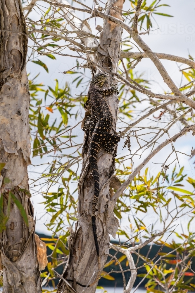 goanna on tree - Australian Stock Image